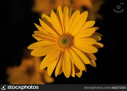 Close-up yellow daisy flower in the nature with a black background