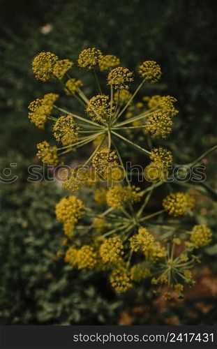 close up yellow dill flowers
