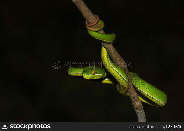 Close up Yellow-lipped Green Pit Viper snake (Trimeresurus trigonocephalus) in nature from Thailand