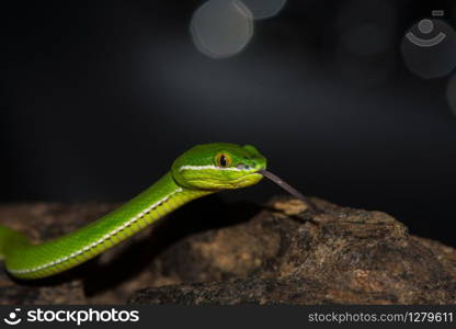 Close up Yellow-lipped Green Pit Viper snake (Trimeresurus trigonocephalus) in nature from Thailand