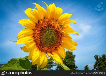 Close up yellow sunflower blossom in spring summer sunflower field with blue sky background