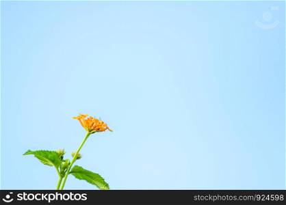 Close-up yellow West Indian Lantana (Lantana camara) flowers with butterfly on blue clear sky.
