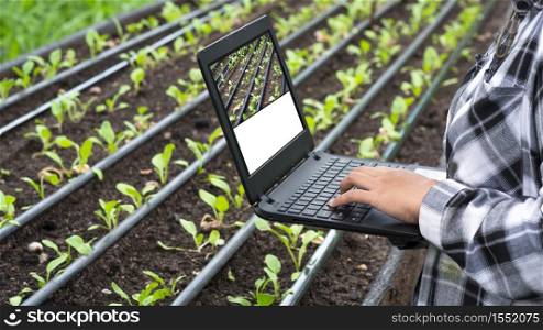 Close up young female agriculturist hand using laptop computer to record growing data of many little green Chinese cabbage in organic farm