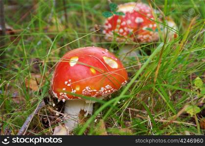 Close-upof a Amanita poisonous mushroom in nature