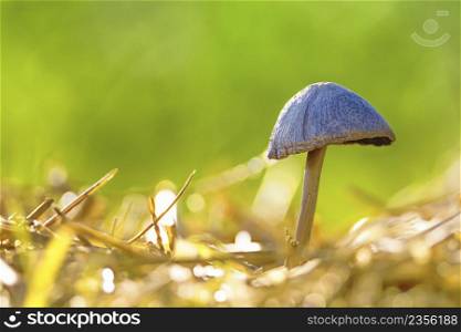 Close upon single mushroom in the nature with nice bokeh. Close upon single mushroom in the nature