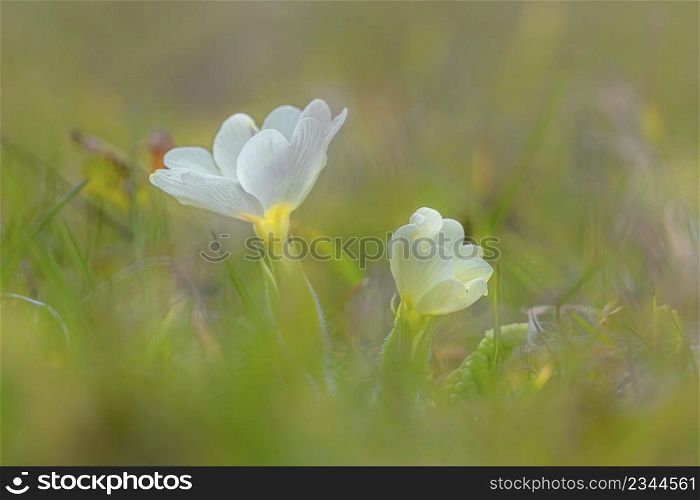 Close upon two primula flowers in green grass with nice bokeh. Primula flowers in green grass with nice bokeh