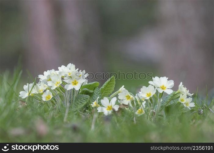 Close upon two primula flowers in green grass with nice bokeh. Primula flowers in green grass with nice bokeh