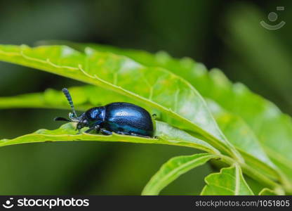 Close-ups Blue beetle