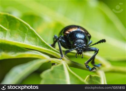Close-ups Blue beetle