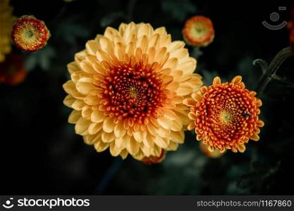 Close-ups floral backdrops highlighting the beautiful details nature chrysanthemum flower background / floral visuals that make an impact