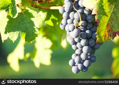 Close view of a red grape (Nebbiolo grape varieties), Piedmont hills, north Italy.