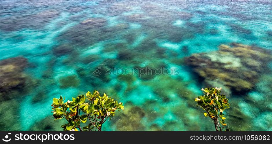 Close view of crystal clear ocean water with coral reefs underneath it and small trees above the surface