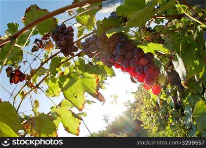 Close view of red grapes (Nebbiolo grape varieties), Piedmont hills, north Italy.