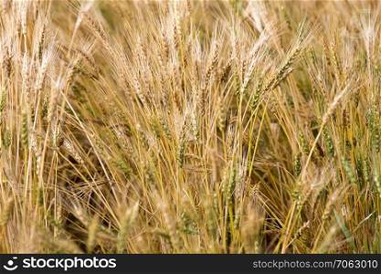 Close Wheat in Field in Saskatchewan Canada