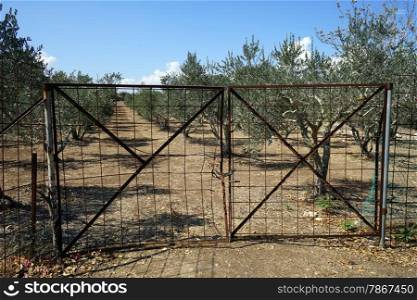 Closed iron gate and olive tree orchard on the Tavor mount, Israel