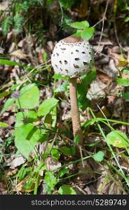 Closed umbrella mushroom in the grass. Edible forest mushroom.