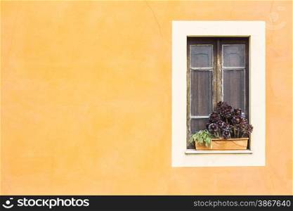 Closed window with planter and yellow wall.