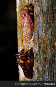Closeup a husk and mature of cicada, hanging onto a tree branch