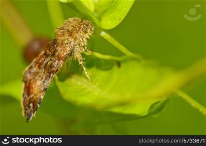 closeup a moth in forest