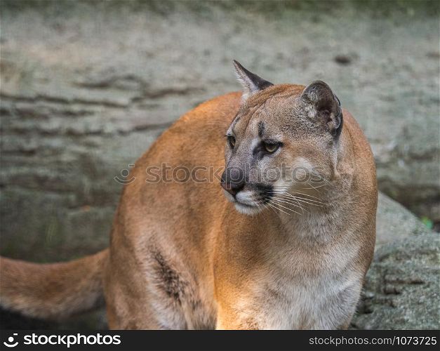 Closeup adult female Cougar (Puma concolor) face with sad eyes.