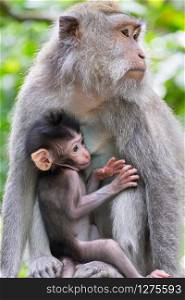 Closeup adult female monkey and cute baby breast feeding. Animals behavior in wild nature. Bali, Indonesia