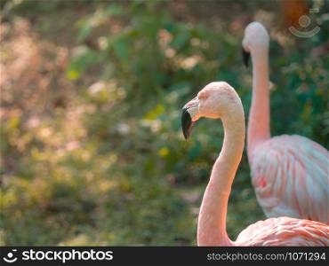Closeup adult Greater Flamingo (Phoenicopterus roseus) face in the zoo.