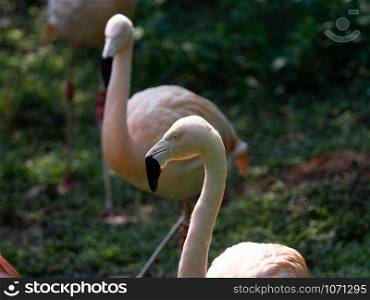 Closeup adult Greater Flamingo (Phoenicopterus roseus) face in the zoo.