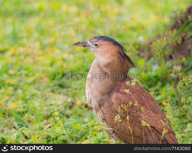 Closeup Adult Malayan Night-Heron (Gorsachius melanolophus) walking in the park with green nature blurred background.