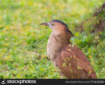 Closeup Adult Malayan Night-Heron (Gorsachius melanolophus) walking in the park with green nature blurred background.