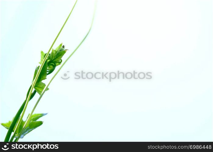 Closeup and selective focus image on beautiful tips soft green on white background