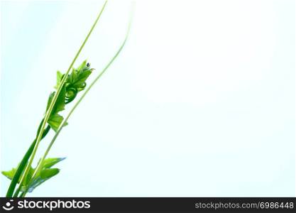 Closeup and selective focus image on beautiful tips soft green on white background