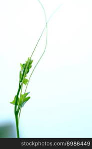 Closeup and selective focus image on beautiful tips soft green on white background