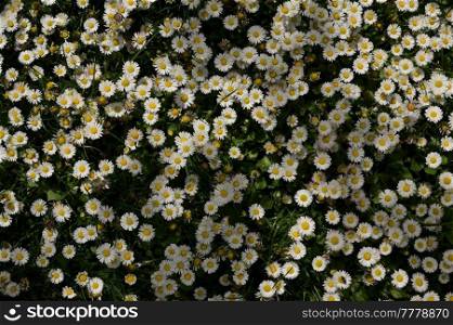 Closeup Annual Daisies (Bellis Annua) In A Meadow
