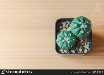 Closeup Astrophytum asterias cactus species in small black plastic pot on wooden plate with sunlight through the window.