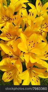 Closeup background of beautiful yellow lily