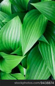 Closeup background of fresh green Hosta plant leaves, elevated high angle view, directly above