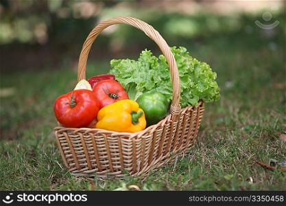 closeup, basket, food vegetables, fresh, freshness, garden, biological, bio, cultivation, summer, season, tomatoes, peppers, lettuce, outdoors, outside, colors