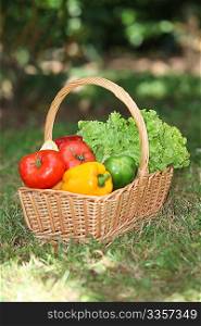 closeup, basket, food vegetables, fresh, freshness, garden, biological, bio, cultivation, summer, season, tomatoes, peppers, lettuce, outdoors, outside, colors