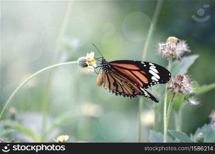 Closeup beautiful butterfly on flower in garden
