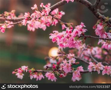 Closeup beautiful Cherry blossom or Sakura flowers in spring season.