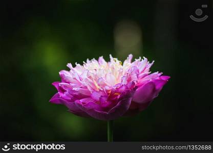 Closeup Beautiful pink lotus flower in pond.
