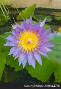 Closeup beautiful purple lotus and yellow pollen