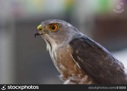 Closeup Besra or Little Sparrow Hawks (Accipiter virgatus)