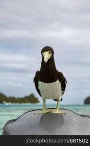Closeup black and white booby in front of turquoise sea in South Sea