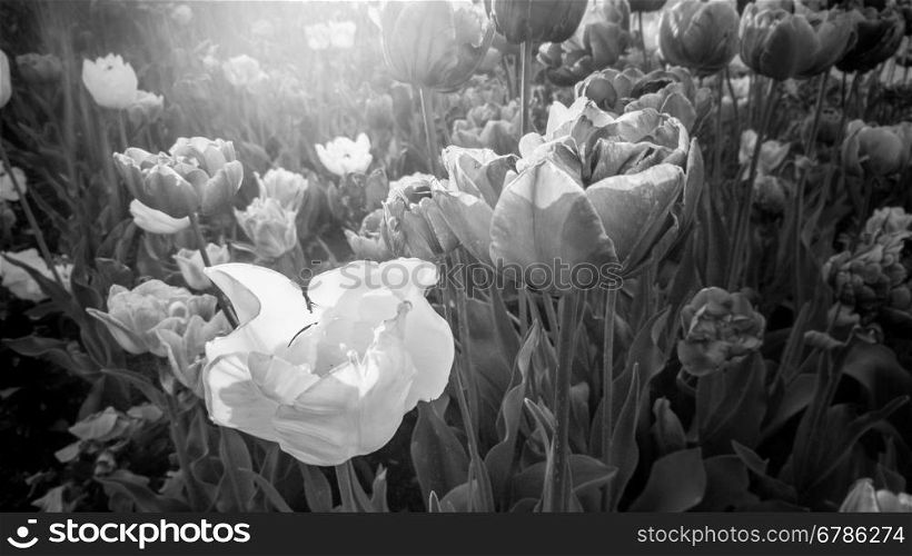 Closeup black and white photo of growing tulips on field at sunny day