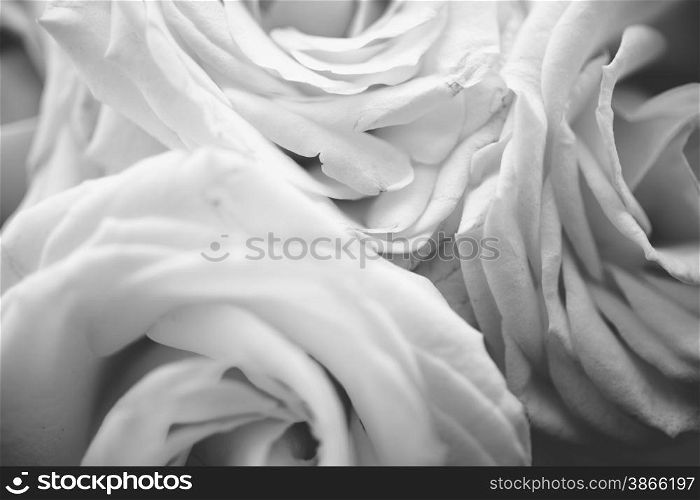 Closeup black and white texture of white roses