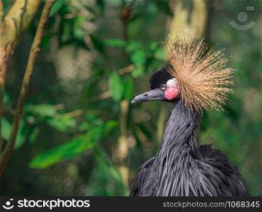 Closeup Black Crowned-Crane (Balearica pavonina) sleeping face with green nature blurred background. The national bird of Nigeria.