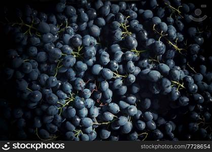 Closeup Black Grapes Background and sunlight