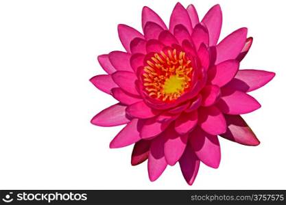 Closeup blooming of beautiful pink waterlily, isolated on a white background