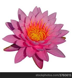 Closeup blooming of colorful pink waterlily, isolated on a white background
